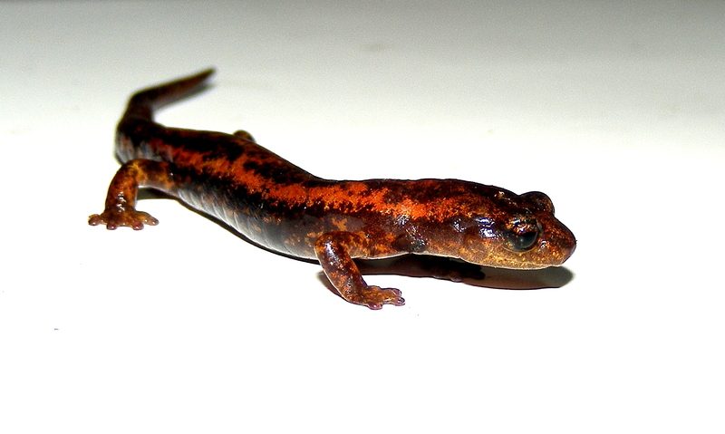 Bolitoglossa robinsoni Bolitoglossa robinsoni