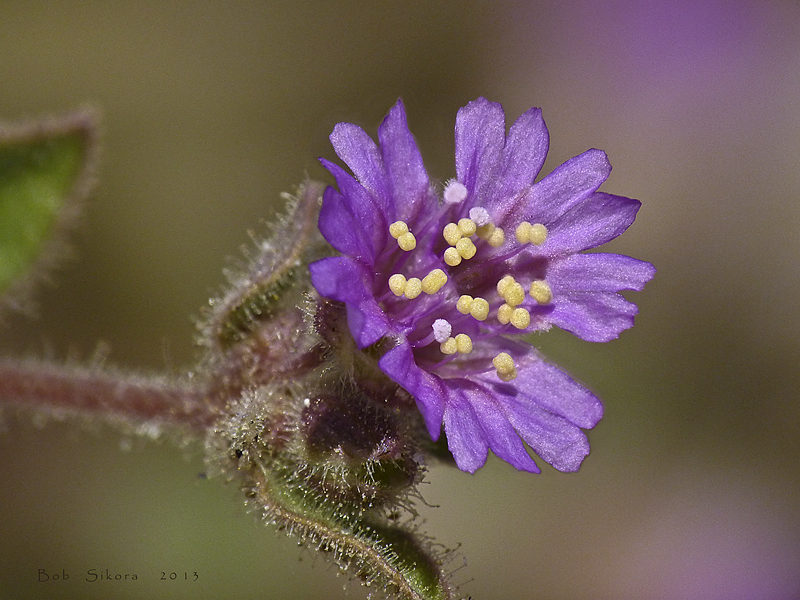 Allionia incarnata var. incarnata