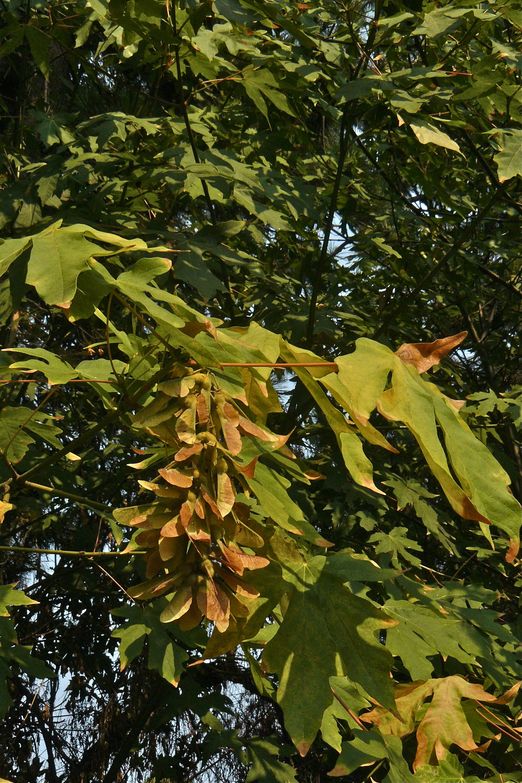 Acer macrophyllum