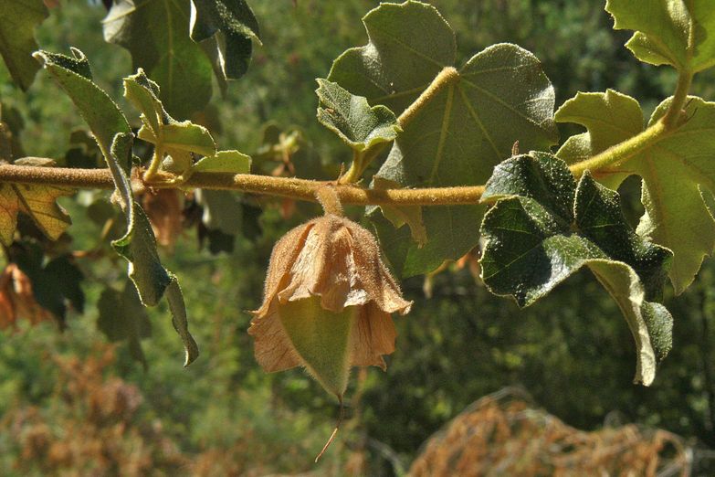 Fremontodendron californicum