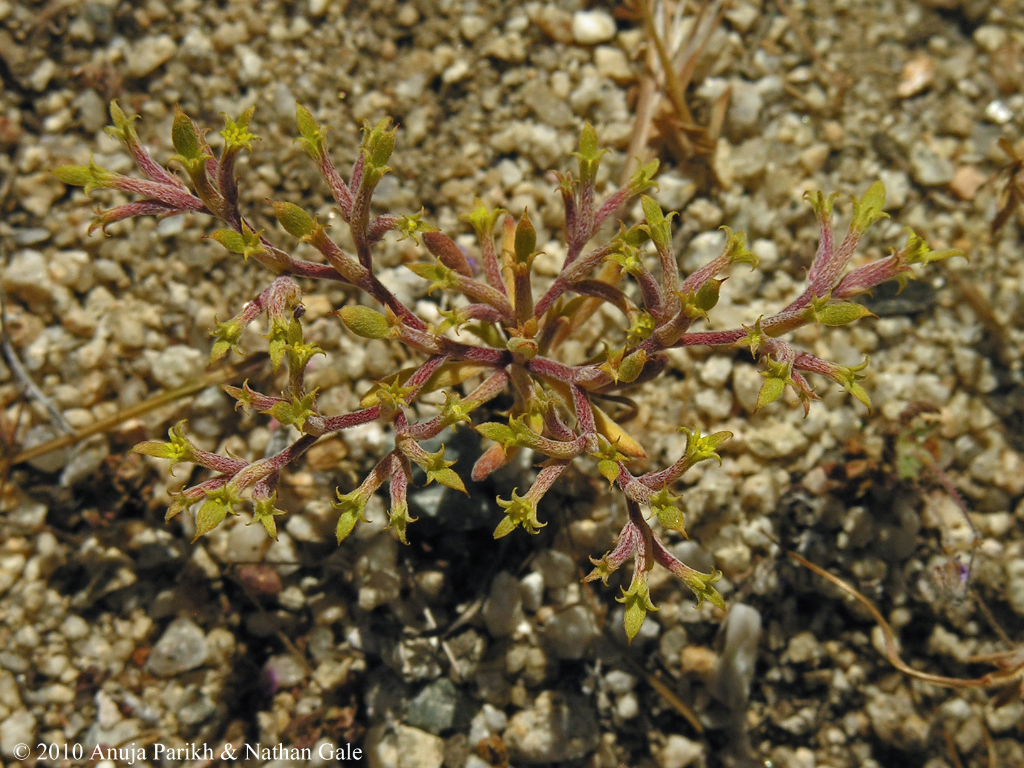 Chorizanthe watsonii