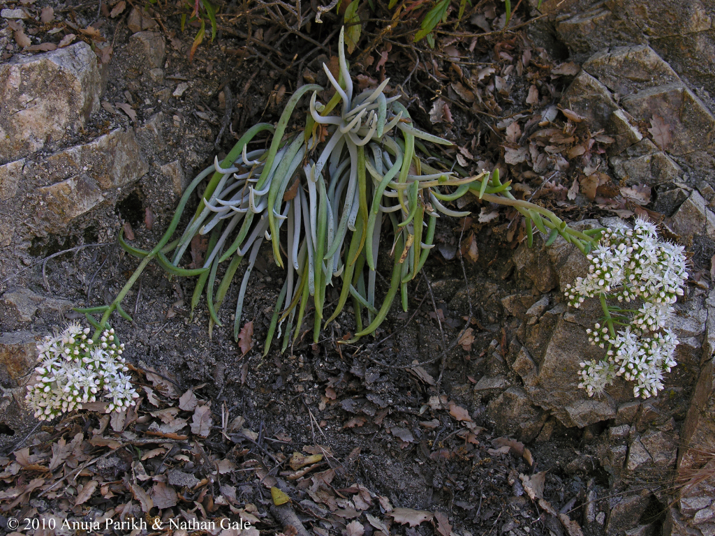 Dudleya densiflora Dudleya densiflora