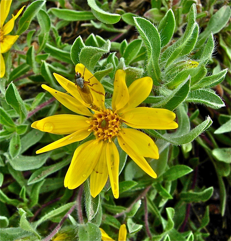 Heterotheca fulcrata