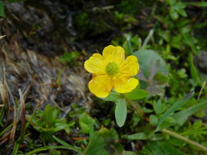 Ranunculus eschscholtzii