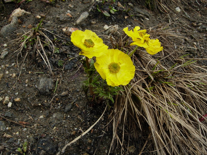 Ranunculus adoneus