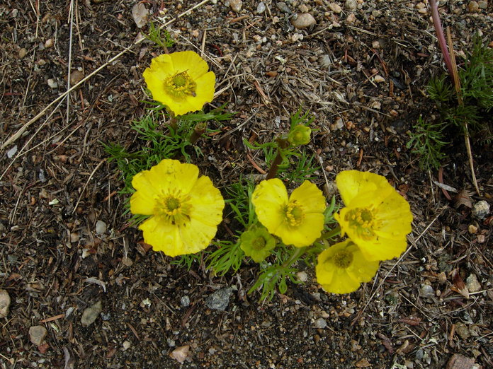 Ranunculus adoneus