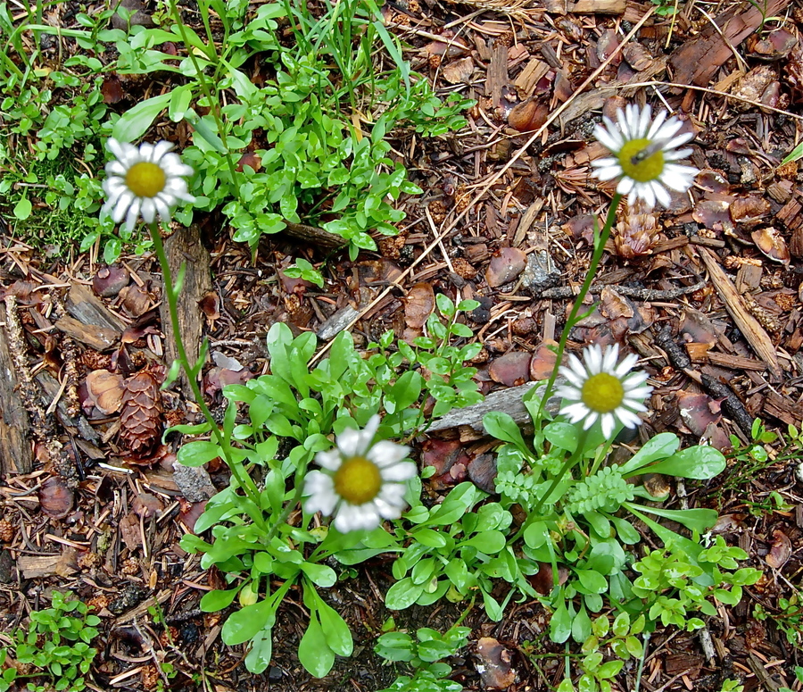 Erigeron melanocephalus