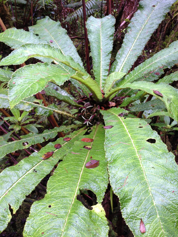 Cyanea tritomantha