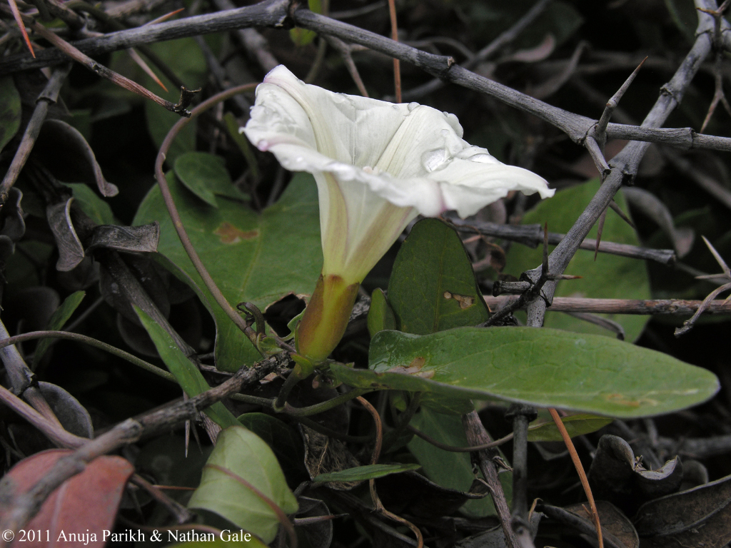 Calystegia felix Calystegia felix