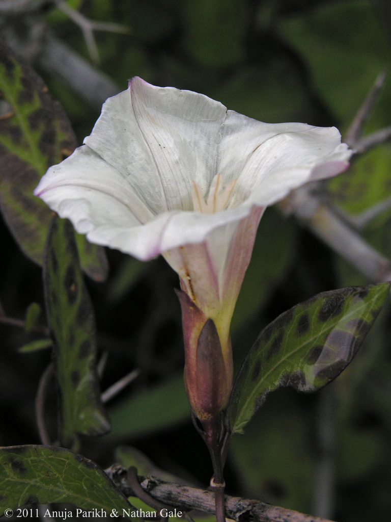 Calystegia felix Calystegia felix