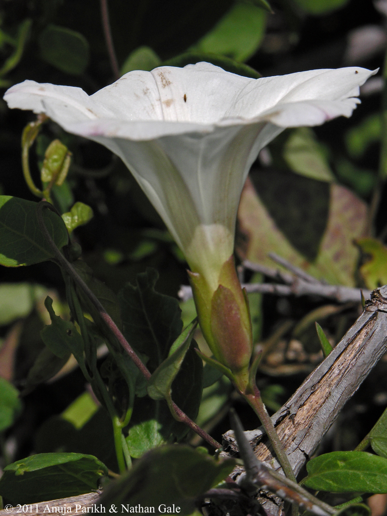 Calystegia felix Calystegia felix