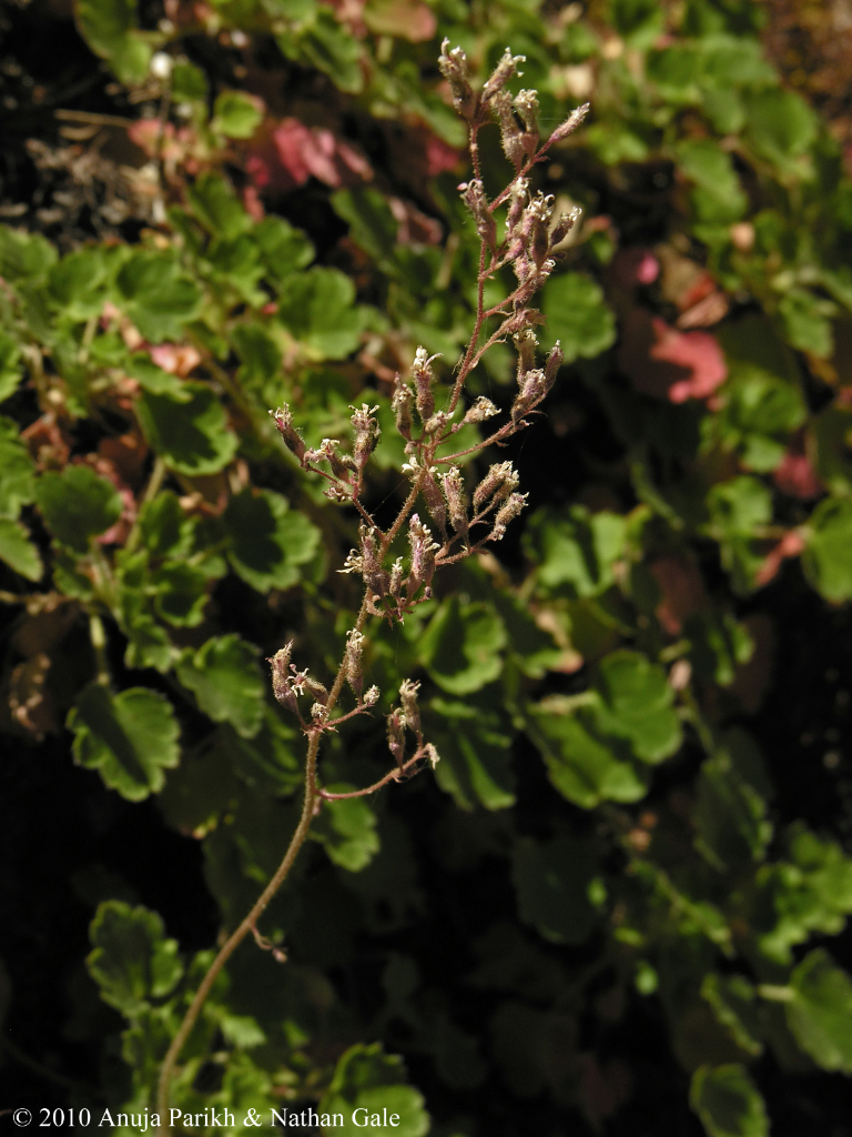 Heuchera caespitosa Heuchera caespitosa