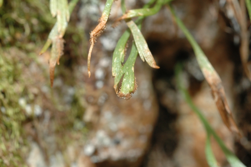 Asplenium septentrionale