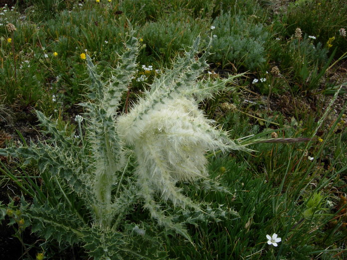 Cirsium scopulorum