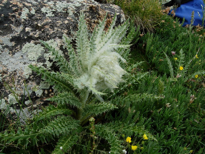 Cirsium scopulorum