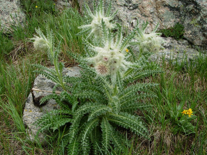 Cirsium scopulorum