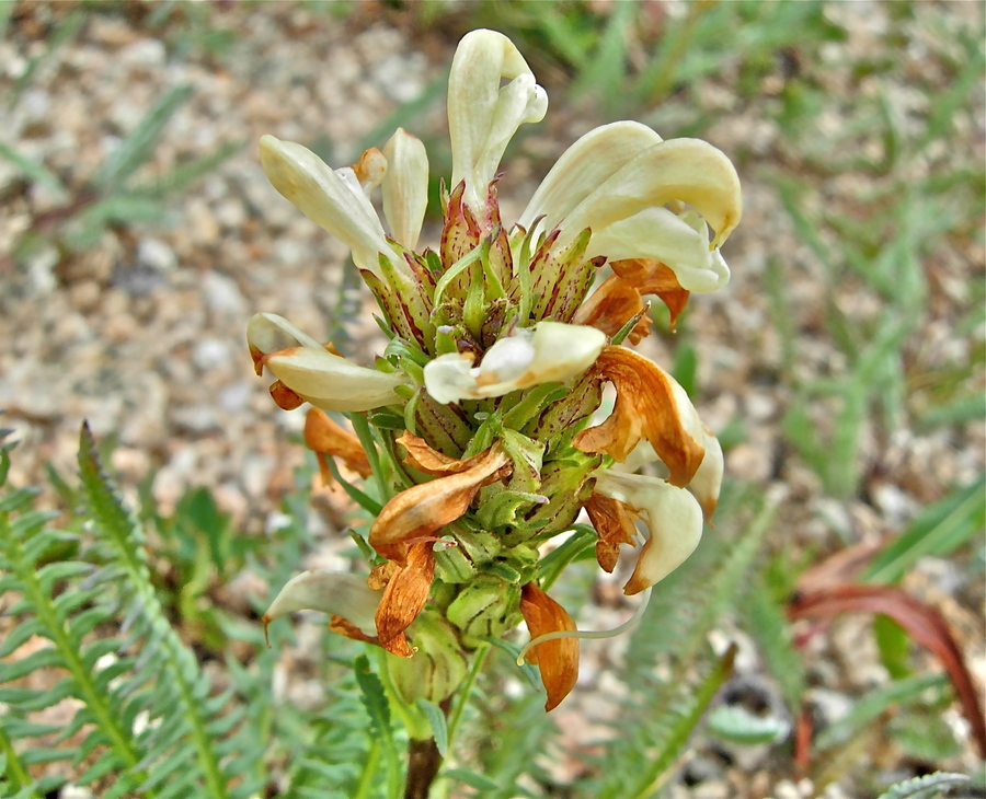 Pedicularis parryi