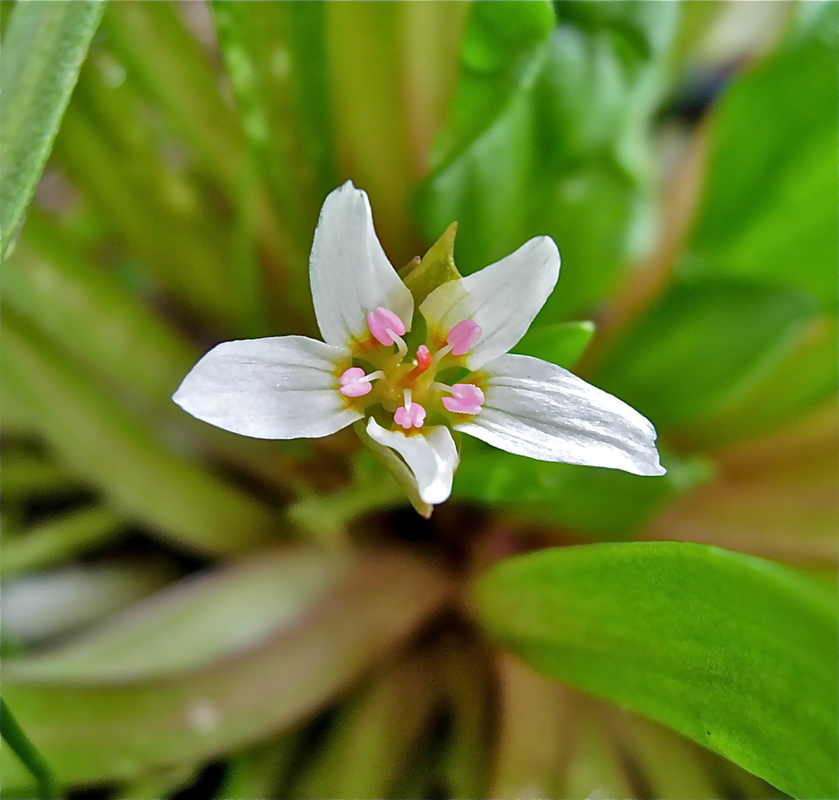 Claytonia megarhiza