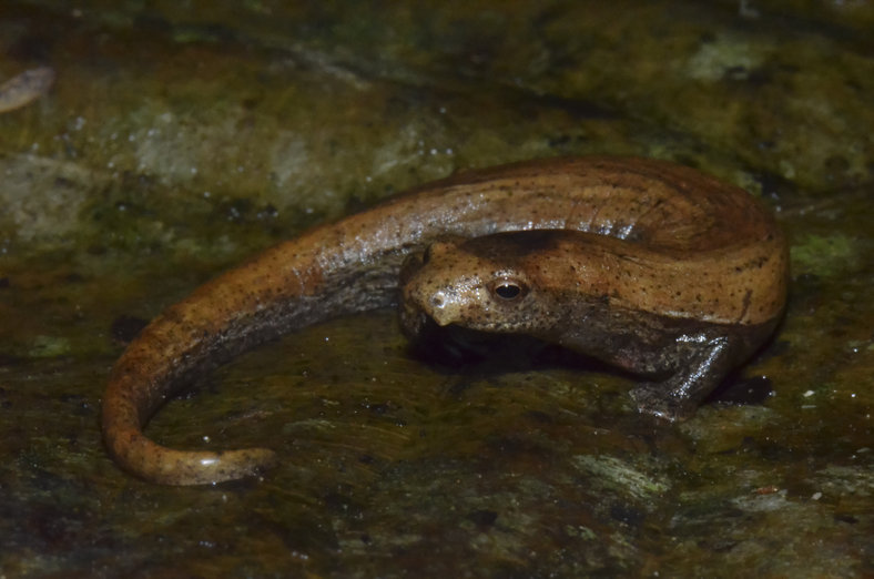Bolitoglossa biseriata Bolitoglossa biseriata