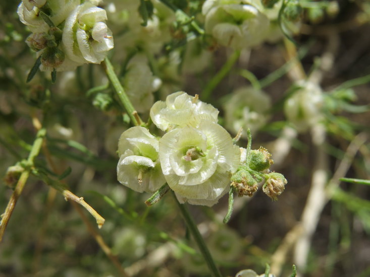 Ambrosia salsola Ambrosia salsola