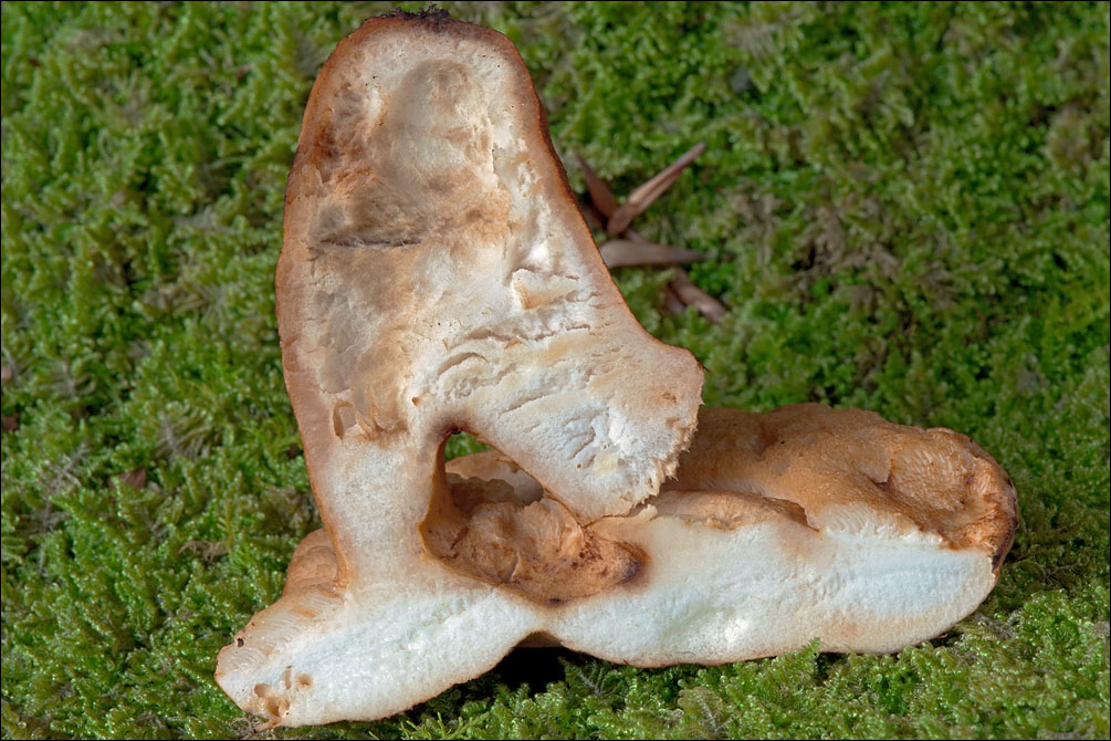 Gyroporus castaneus