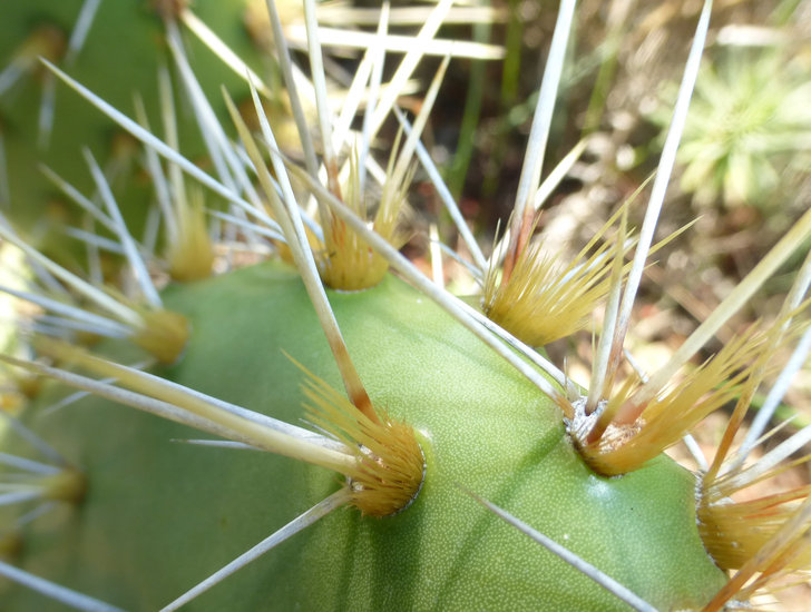 Opuntia oricola