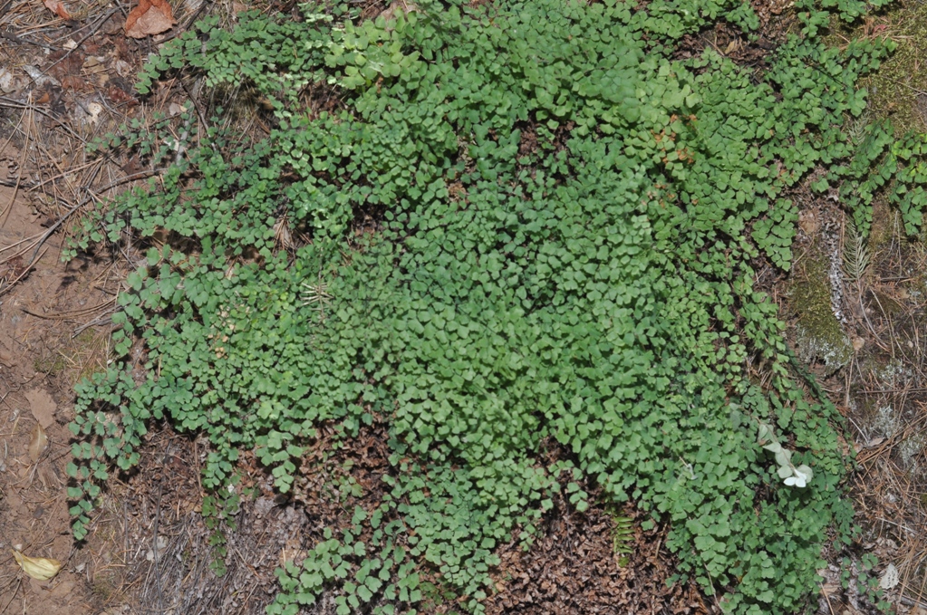Adiantum shastense