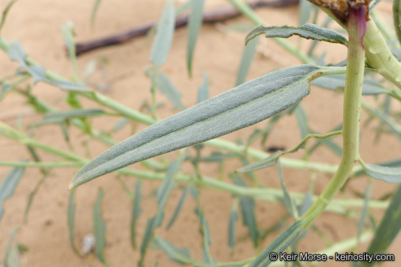 Palafoxia arida var. gigantea