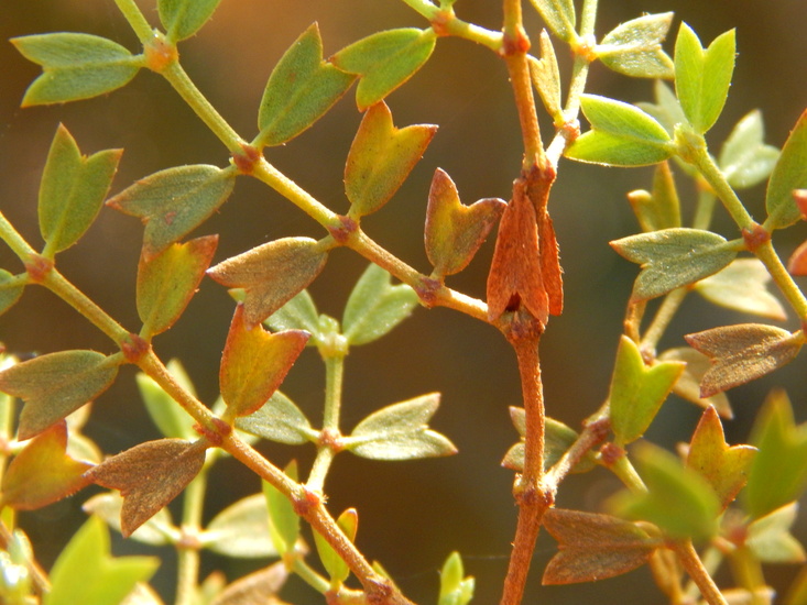 Larrea cuneifolia
