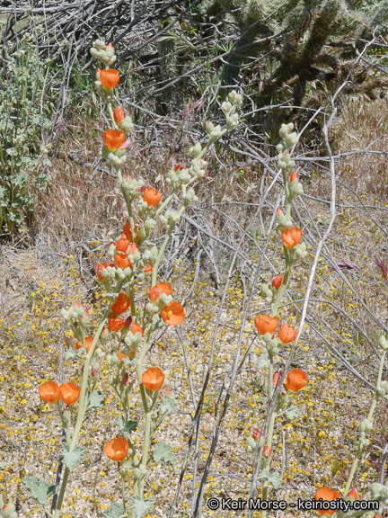 Sphaeralcea ambigua var. rugosa