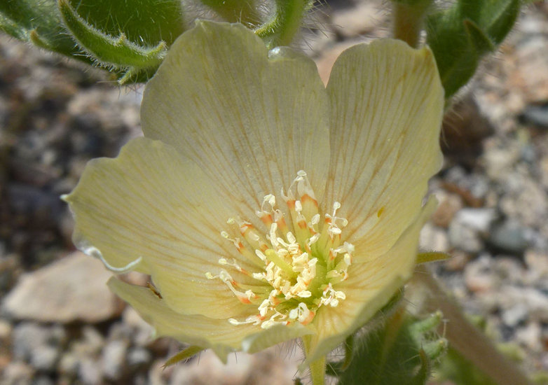 Mentzelia tridentata Mentzelia tridentata