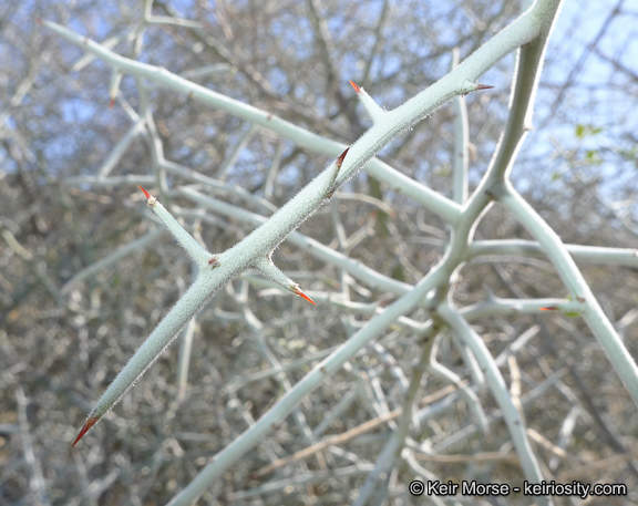 Ziziphus obtusifolia var. canescens