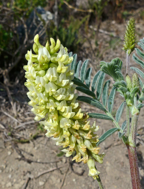 Astragalus pycnostachyus var. pycnostachyus Astragalus pycnostachyus var. pycnostachyus