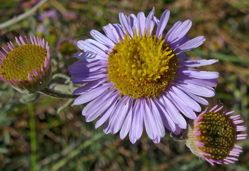 Erigeron blochmaniae Erigeron blochmaniae