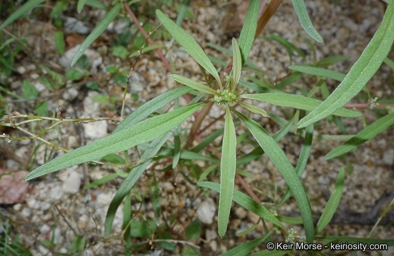Amaranthus fimbriatus