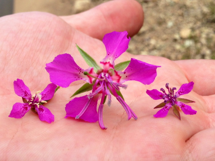 Clarkia borealis ssp. borealis Clarkia borealis ssp. borealis