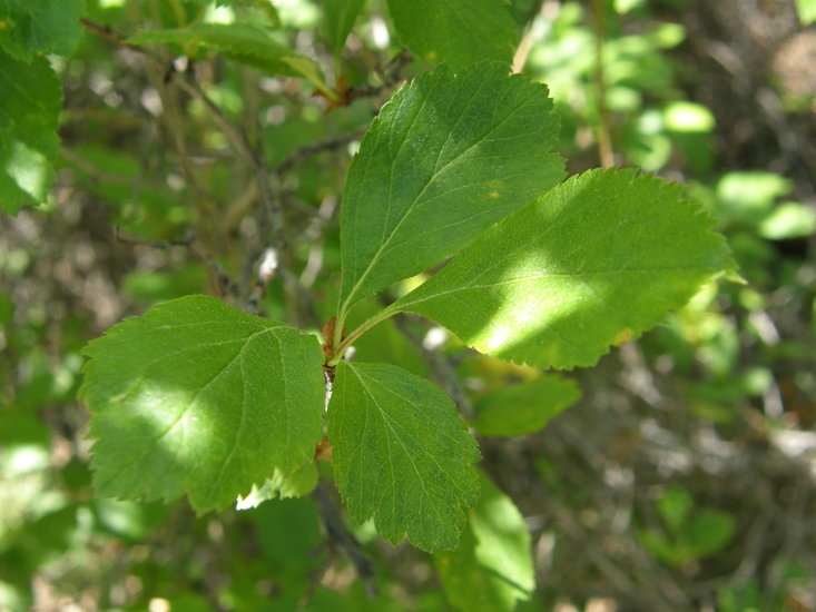 Crataegus castlegarensis