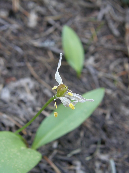 Erythronium klamathense Erythronium klamathense