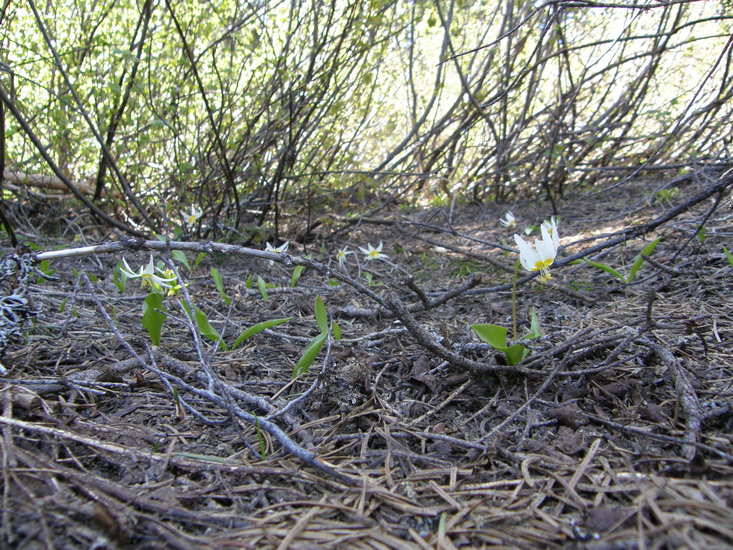 Erythronium klamathense Erythronium klamathense
