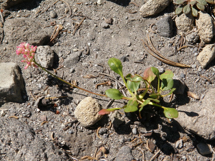 Eriogonum pyrolifolium var. pyrolifolium Eriogonum pyrolifolium var. pyrolifolium