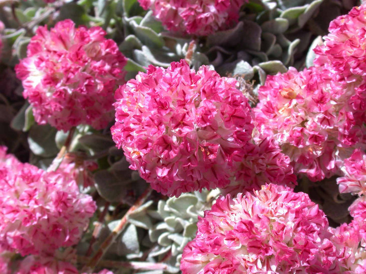 Eriogonum ovalifolium var. rubidum