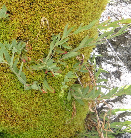 Epilobium glaberrimum ssp. glaberrimum
