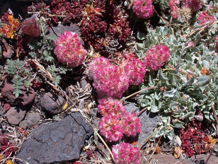 Eriogonum ovalifolium var. rubidum