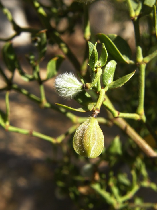 Larrea tridentata