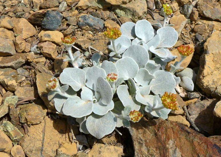 Eriogonum alpinum Eriogonum alpinum