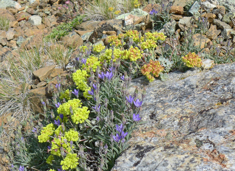 Campanula scabrella Campanula scabrella
