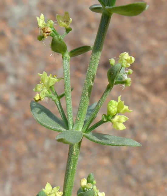 Galium glabrescens ssp. glabrescens