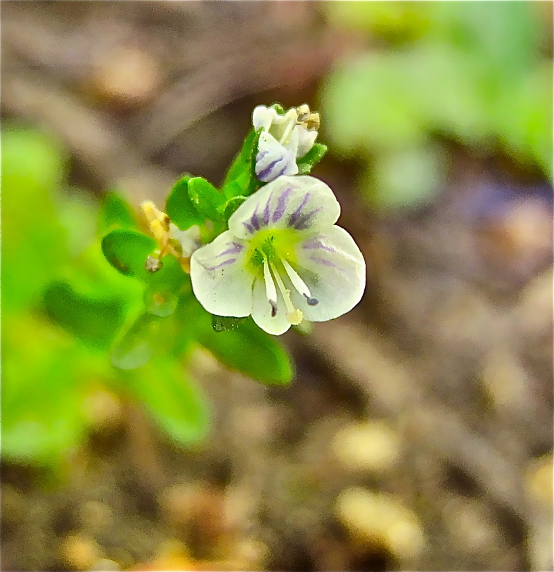 Veronica serpyllifolia var. humifusa