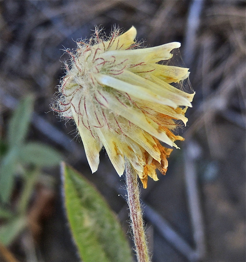 Trifolium eriocephalum ssp. eriocephalum