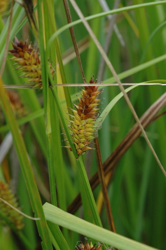 Carex exsiccata